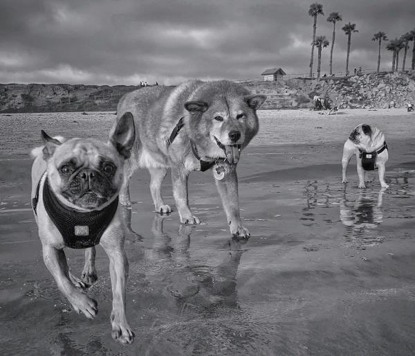 /images/uploads/pug nation rescue of los angeles/pugnation2020/entries/11284thumb.jpg